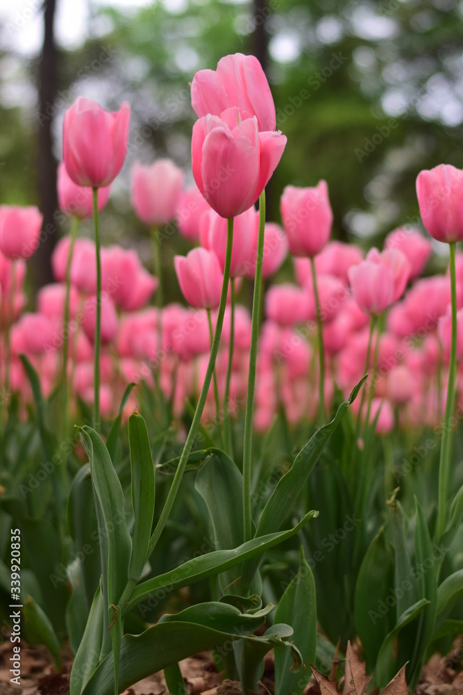beautiful tulip bloom in spring