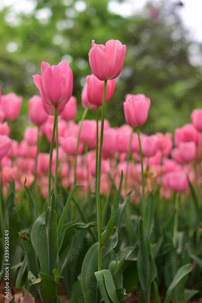 beautiful tulip bloom in spring beautiful tulip bloom in spring