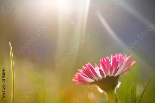 Dreamy floral background with daisy in magic sunset.