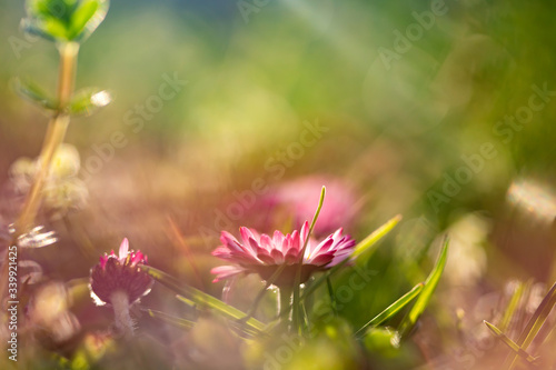 Schilderij op canvas Amazing bright spring landscape for wallpaper.