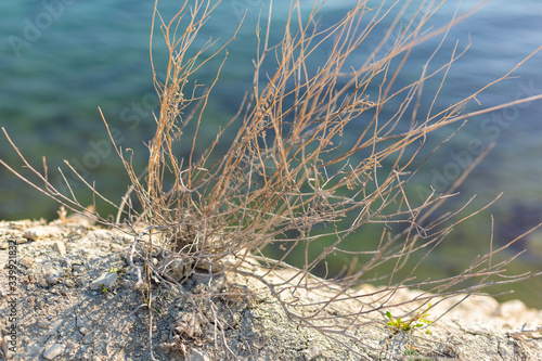 Obraz na płótnie grass on the beach by the sea w salonie