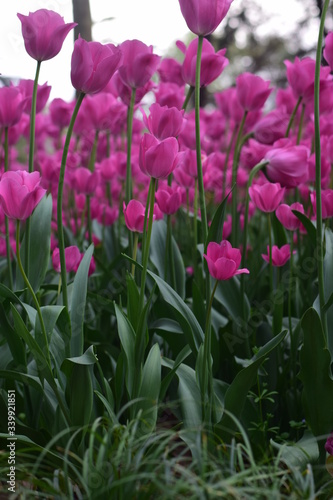 beautiful tulip bloom in spring