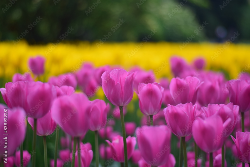 beautiful tulip bloom in spring