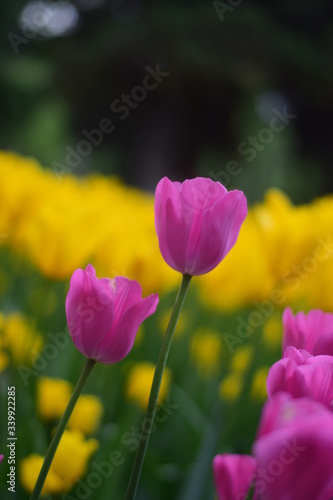beautiful tulip bloom in spring