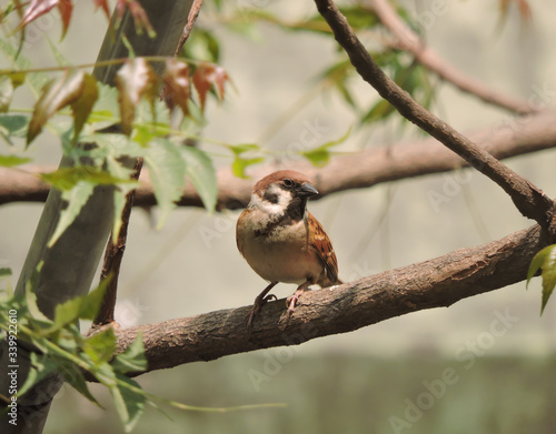 Bird - The Eurasian tree sparrow (Passer montanus) is a passerine bird in the sparrow family with a rich chestnut crown and nape, and a black patch on each pure white cheek. 