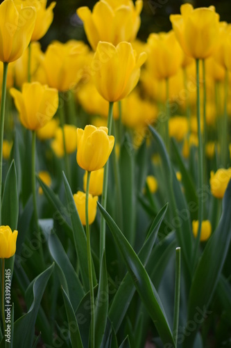 beautiful tulip bloom in spring