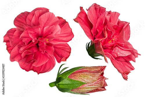 Set of red hibiscus flowers isolated on white background. Shallow depth. Soft...