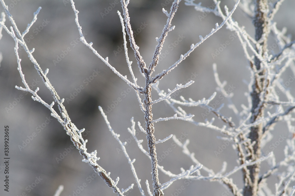 Hoarfrost on a plant. Winter sunny frosty morning. Ice crystals adorn the all around Hoarfrost on a plant. Winter sunny frosty morning. Ice crystals adorn the all around