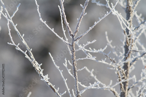 Hoarfrost on a plant. Winter sunny frosty morning. Ice crystals adorn the all around