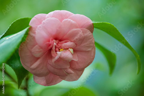 Blossoms of pink camellia , Camellia japonica in garden
