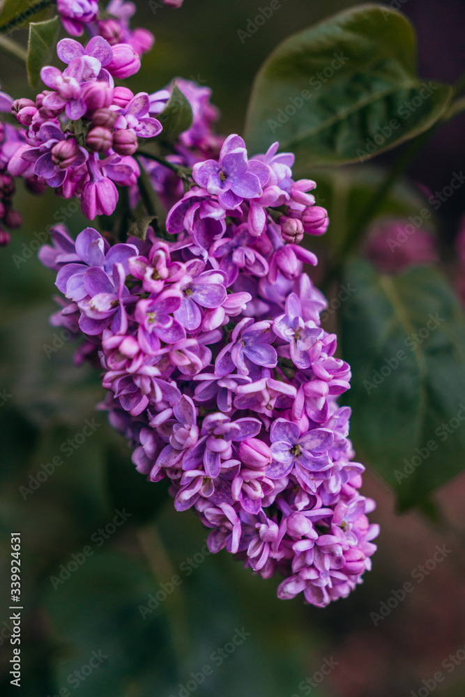 Lilac flower in the home garden Lilac flower in the home garden
