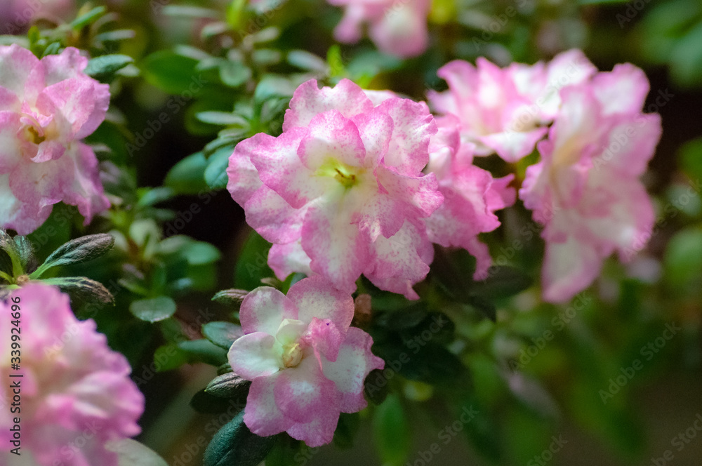 Closeup many beautiful white flowers with pink borders of Rhododendron Closeup many beautiful white flowers with pink borders of Rhododendron