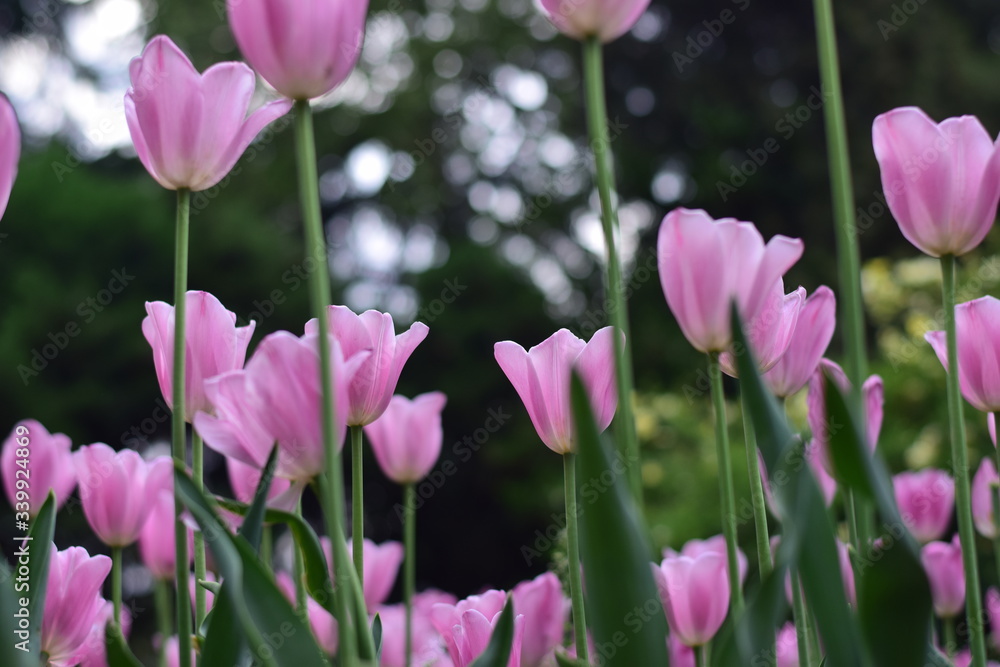 tulip in spring
