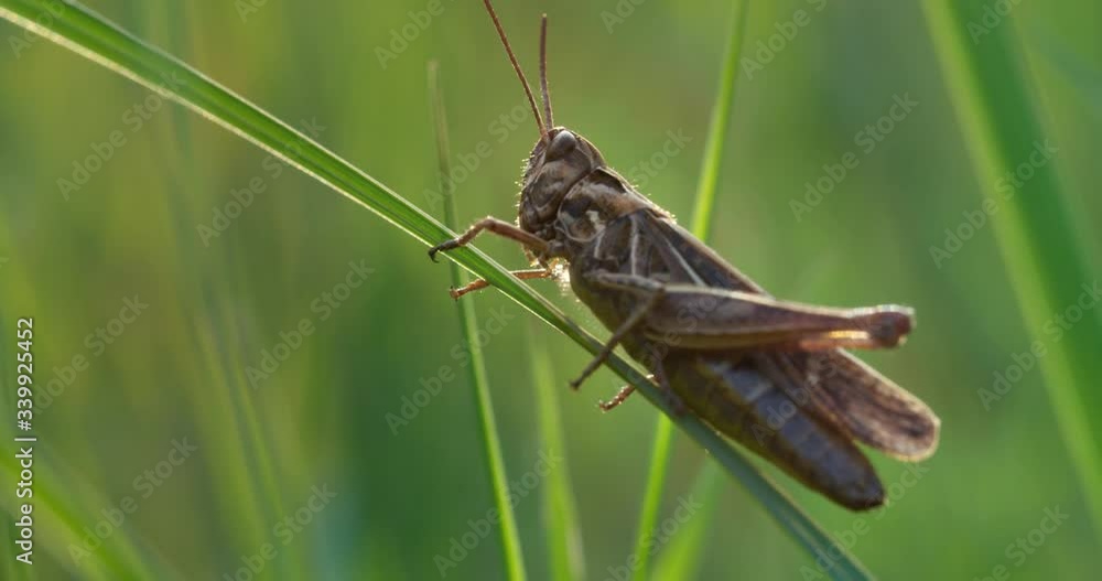Grasshopper close-up in the grass Grasshopper close-up in the grass