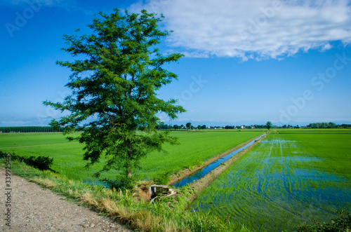 Cuadro en lienzo Un albero isolato si affaccia sulla risaia lungo la Via Francigena poco dopo Ver