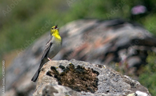 Cinereous Bunting (Emberiza cineracea), Lesbos photo