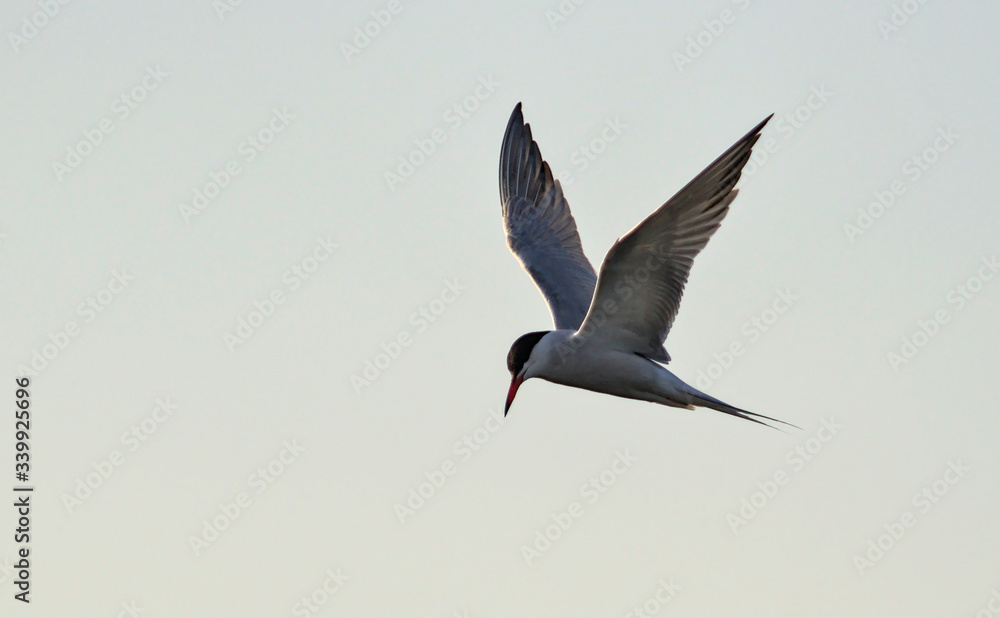 Common Tern (Sterna hirundo), Greece. Common Tern (Sterna hirundo), Greece.