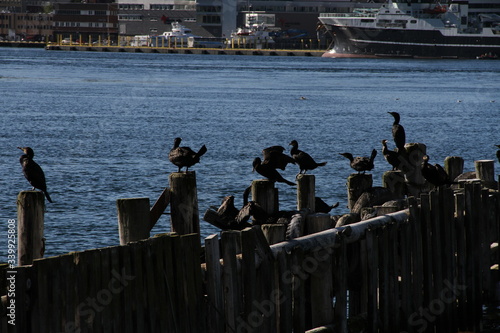 bird birds cormorants tromso tromsø  water travel tourism sea coast nature port blue landscape sky harbor architecture europe boatship mountain summer bay view city beautifull and mark mediterranean v