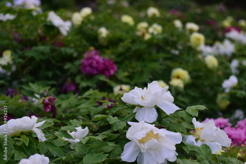 spring flower bloom spring flower bloom