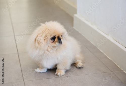 portrait white pekingese sitting on floor