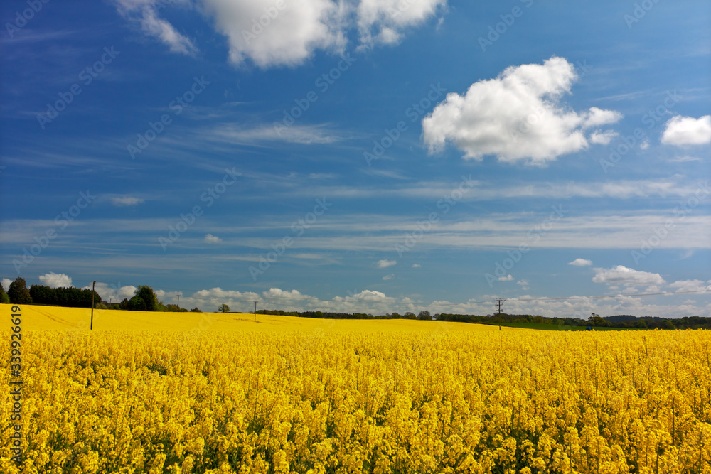 Fototapeta premium Field of oilseed rape with blue summer sky