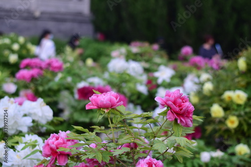 Wallpaper Mural tulip in spring
 Torontodigital.ca