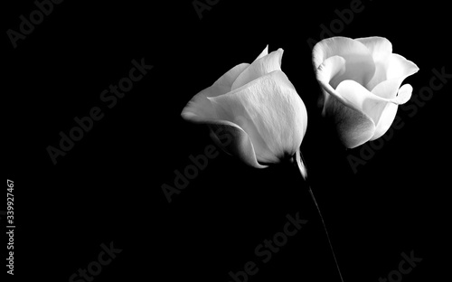 Lisianthus flower against black background