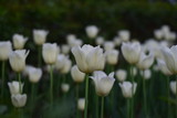white tulips in spring