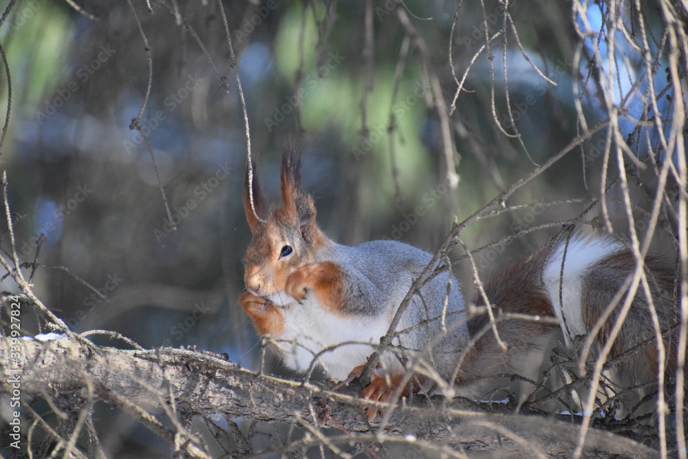 Fototapeta premium squirrel in the forest