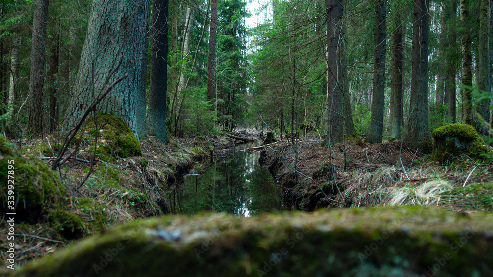 Obraz premium tree in the forest, dark forest