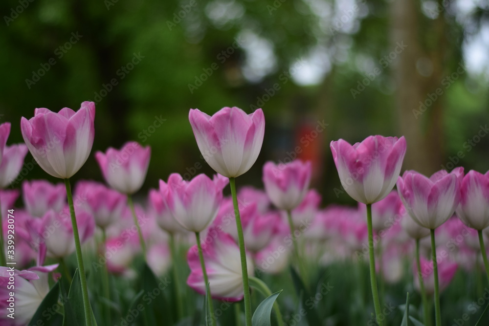 pink tulips in spring pink tulips in spring