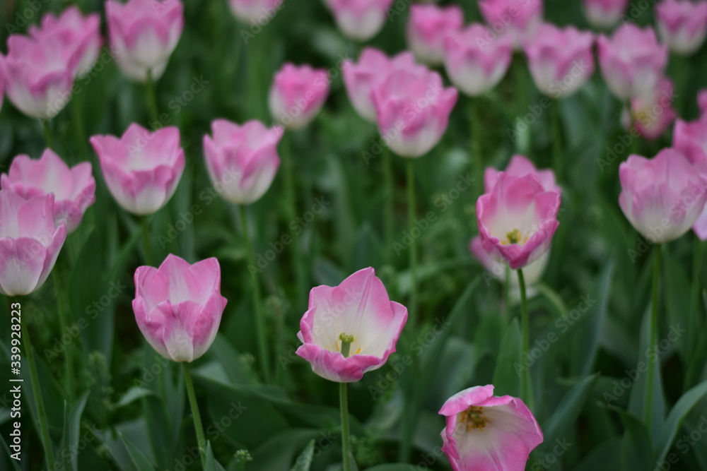 pink tulips in spring