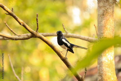 bird on a branch