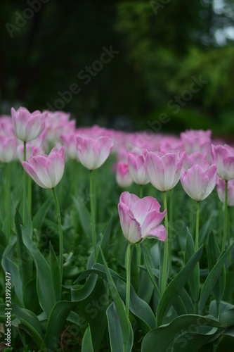 pink tulips in spring