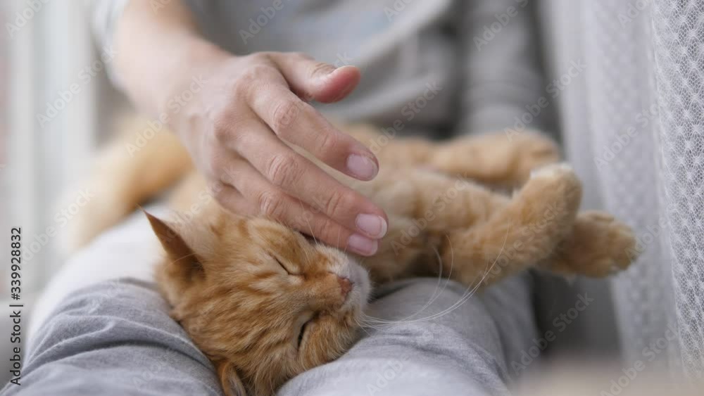Woman is stroking cute ginger cat on windowsill. Fluffy pet purring with pleasure. Cozy home. Woman is stroking cute ginger cat on windowsill. Fluffy pet purring with pleasure. Cozy home.