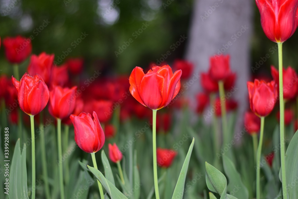 red tulip in springtime