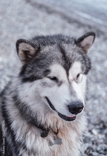 big furry Malamute, Alaskan Malamute, large purebred dog