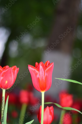 red tulip in springtime