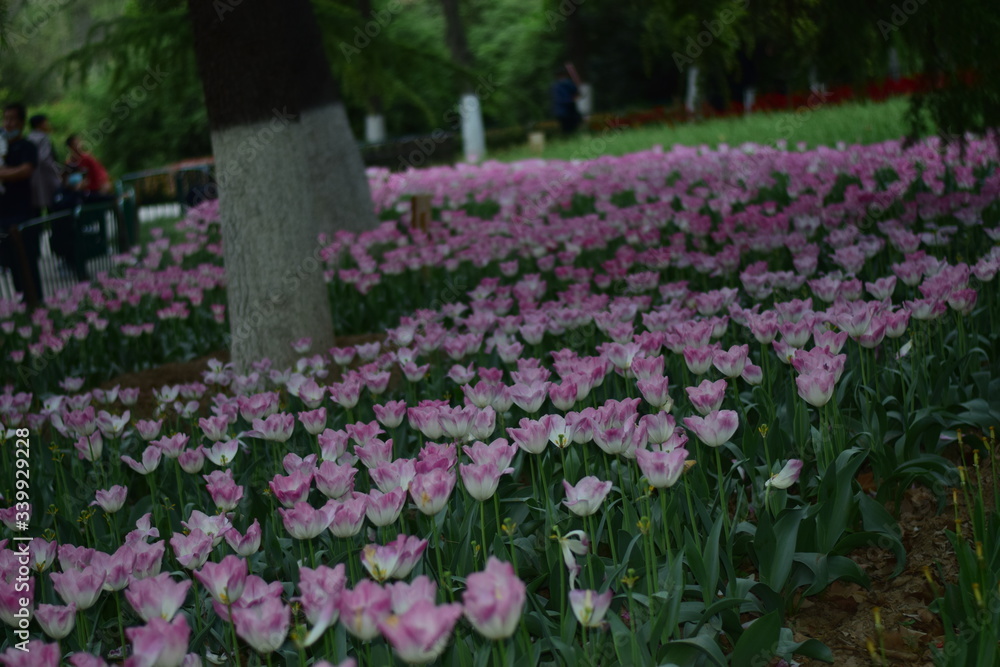 pink tulips in spring pink tulips in spring