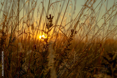 Wild oats and wheat at harvest   beautifully illuminated at sunset.