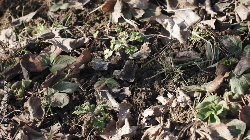 Stale grass and leaves Stale grass and leaves