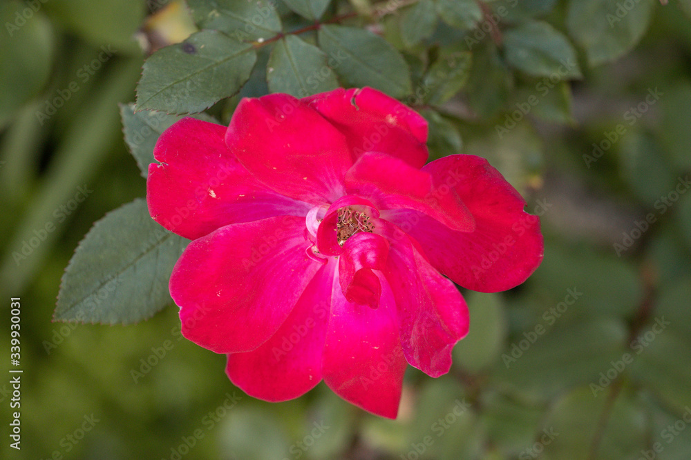 red rose flower red rose flower