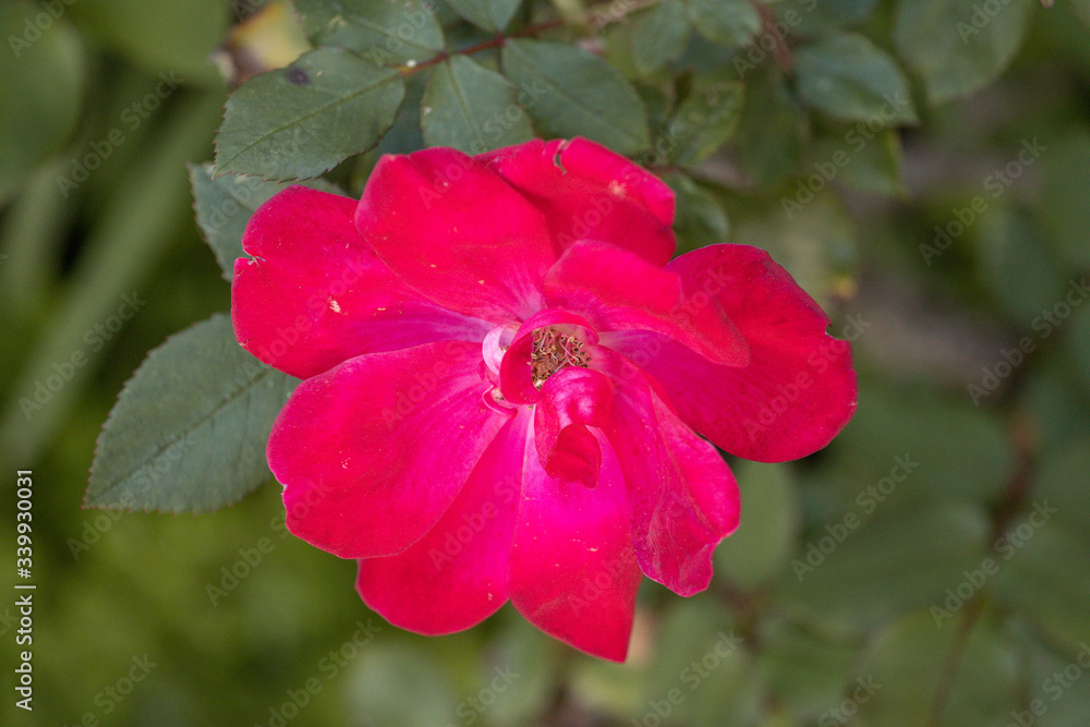 red rose flower