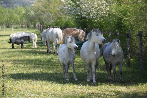 Grey playful thug horse ponies team