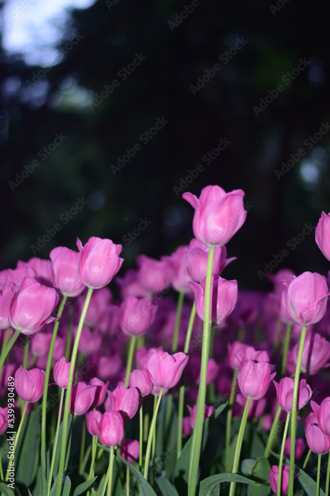 pink tulips in spring pink tulips in spring