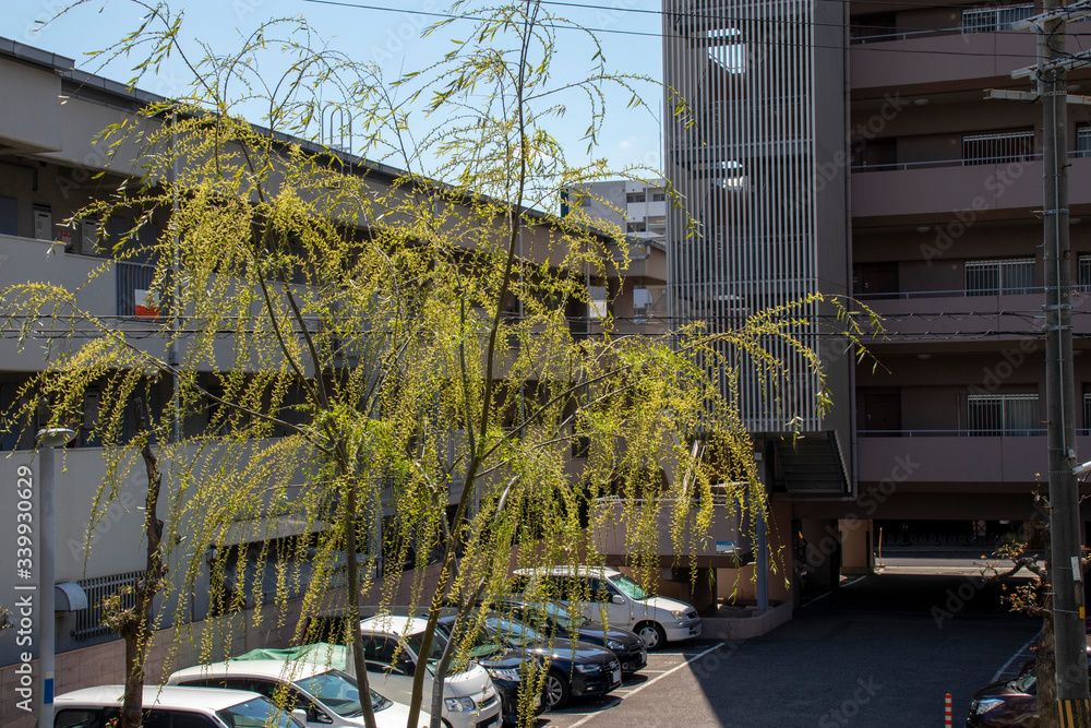 Fototapeta premium 柳の木とアパート