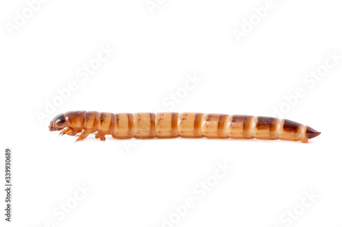 Flour worm isolated on a white background.