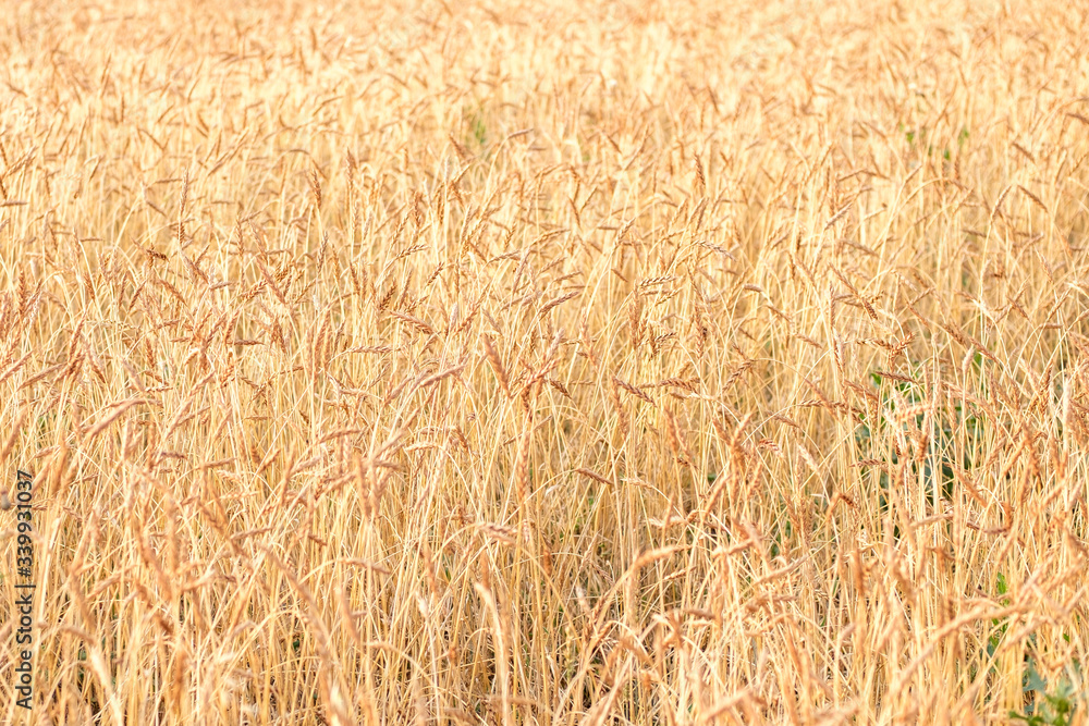 texture of many wheat spikelets in the summer on a farmer's field texture of many wheat spikelets in the summer on a farmer's field