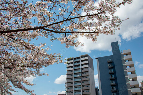 桜の花とマンション © decoplus