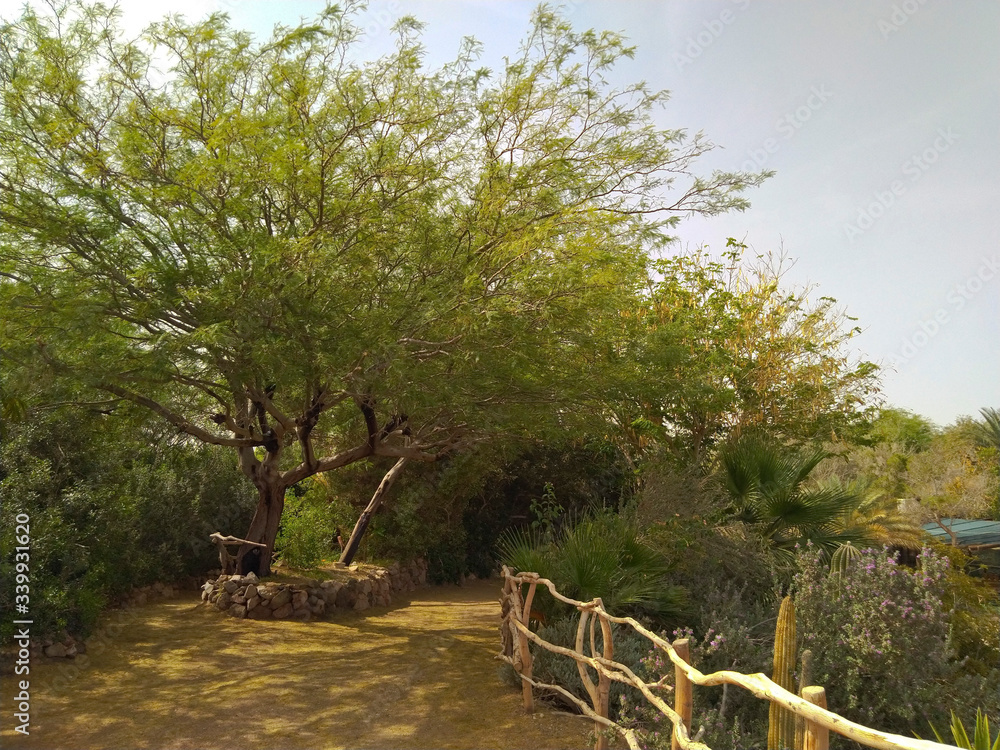 Path in the botanical garden in Eilat